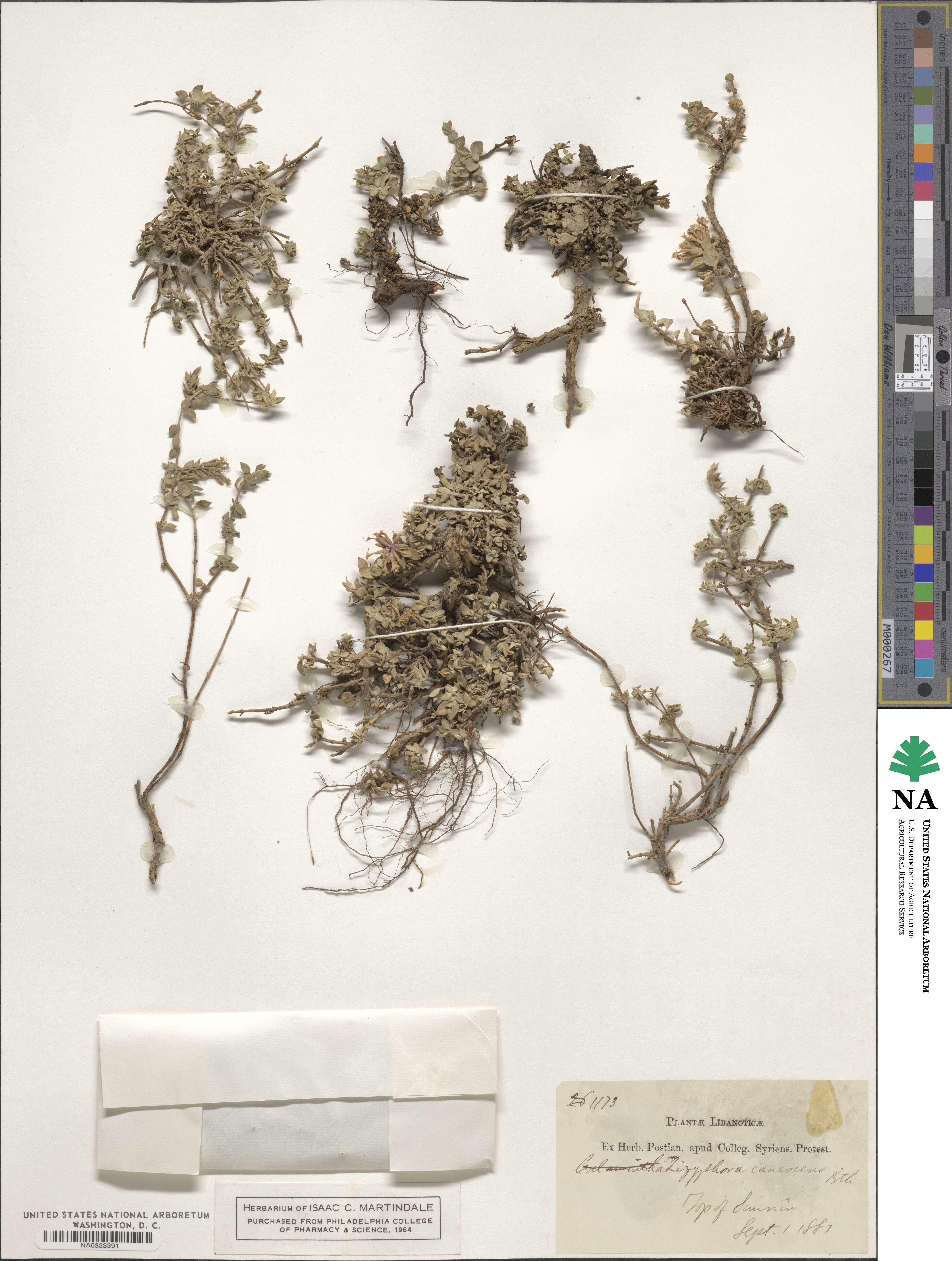 Ziziphora clinopodioides subsp. clinopodioides image
