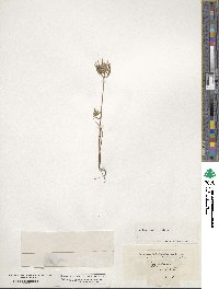 Ziziphora capitata image