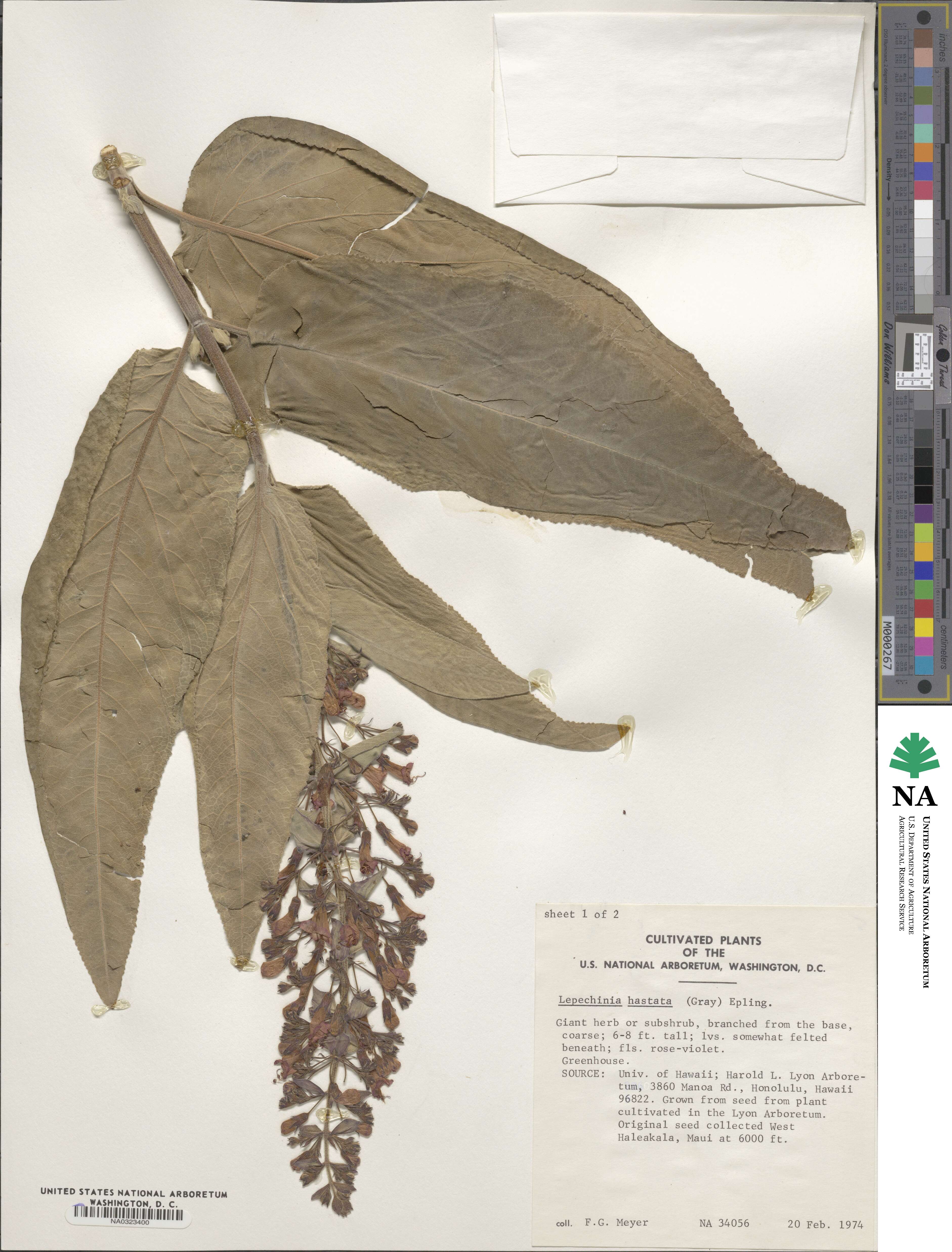 Lepechinia hastata image