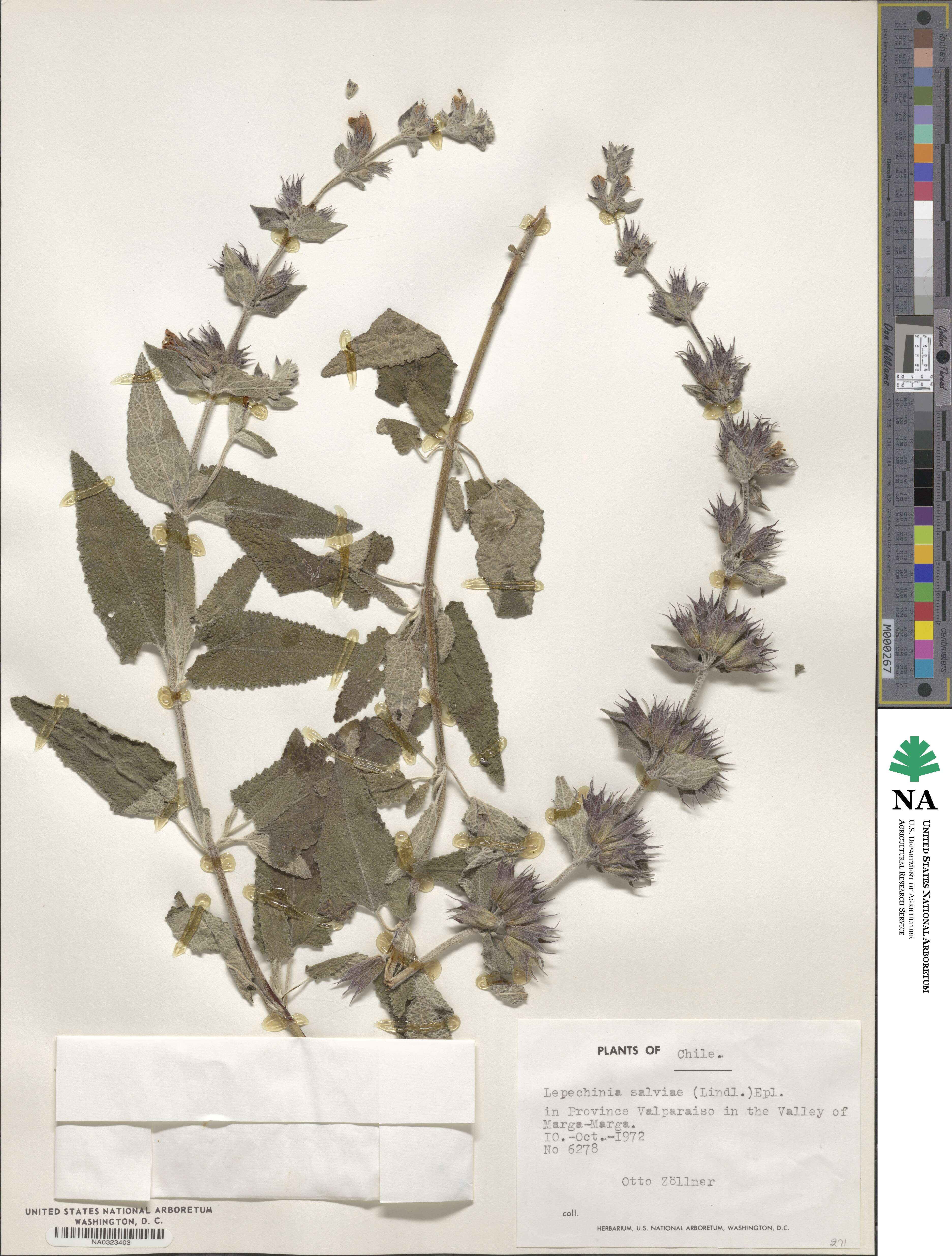 Lepechinia image