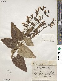 Lepechinia lamiifolia image