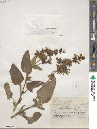 Lepechinia floribunda image