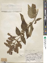 Lepechinia graveolens image