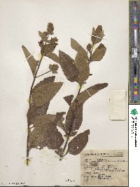 Lepechinia caulescens image