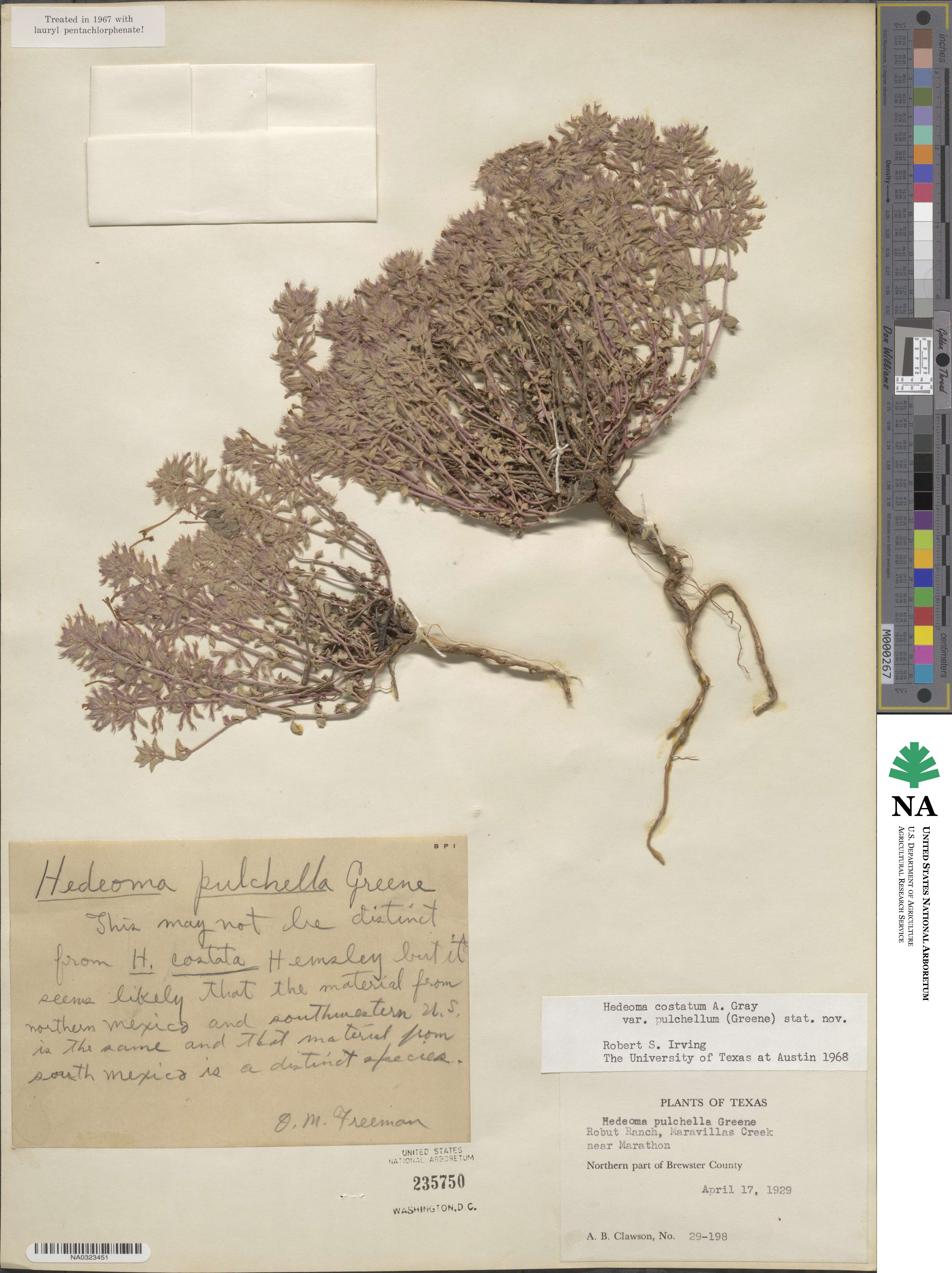 Hedeoma costata image