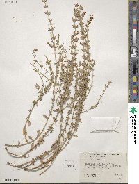 Image of Hedeoma ciliata