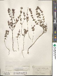 Hedeoma ciliata image