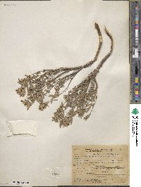 Hedeoma apiculata image