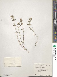 Hedeoma acinoides image