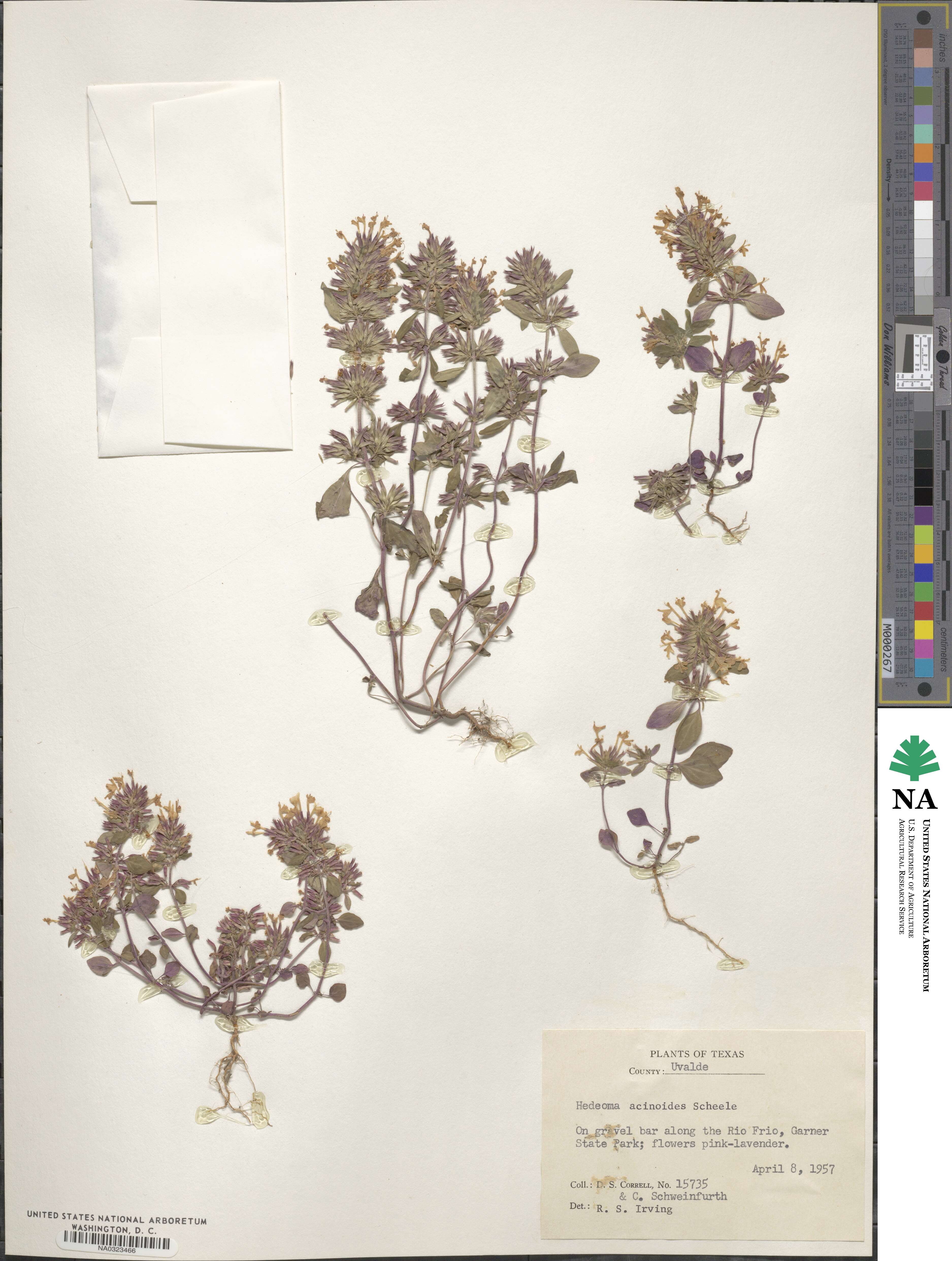 Hedeoma acinoides image