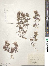 Image of Hedeoma acinoides