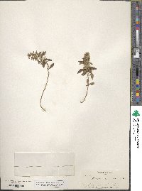 Hedeoma acinoides image