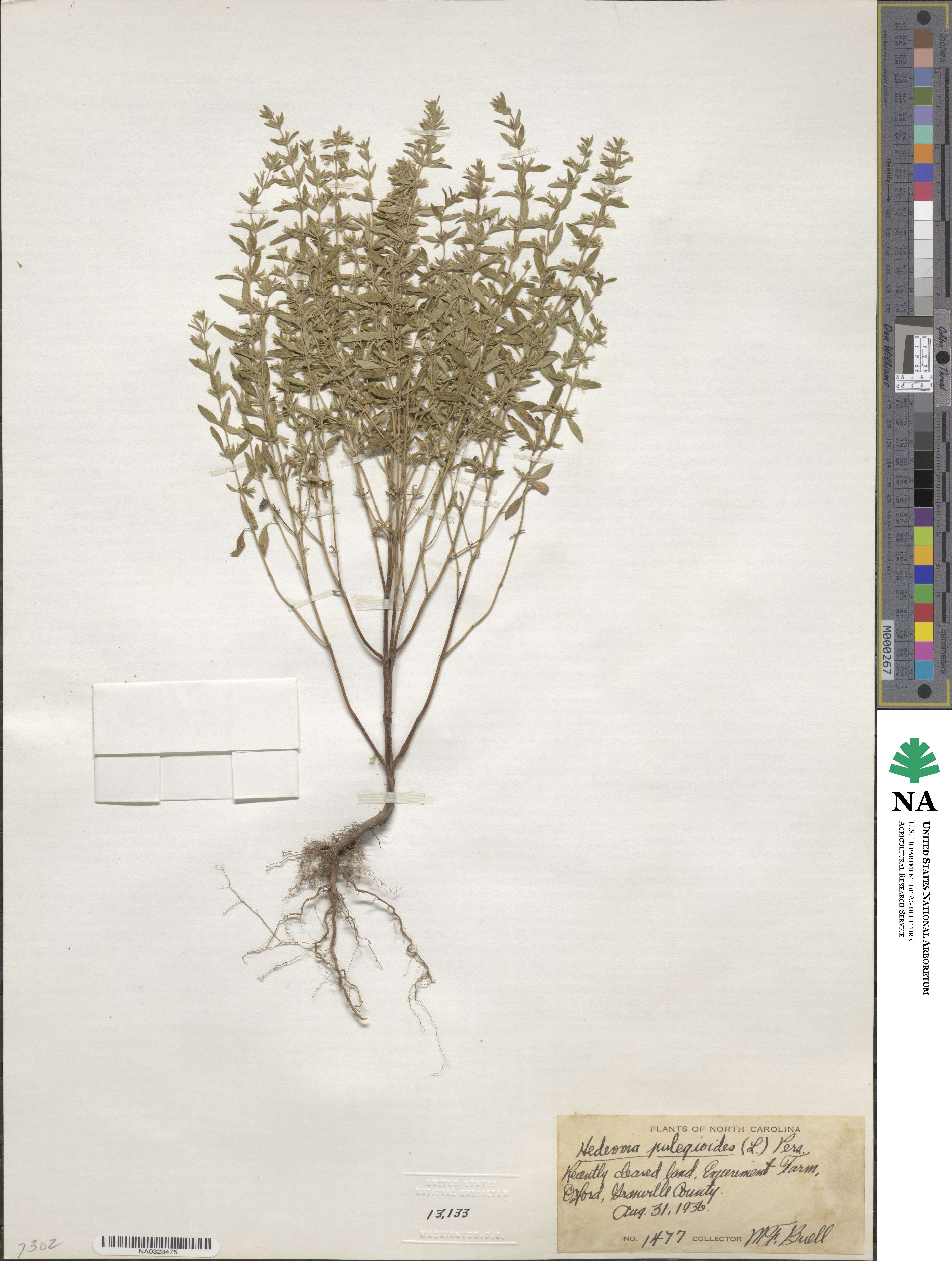 Hedeoma pulegioides image