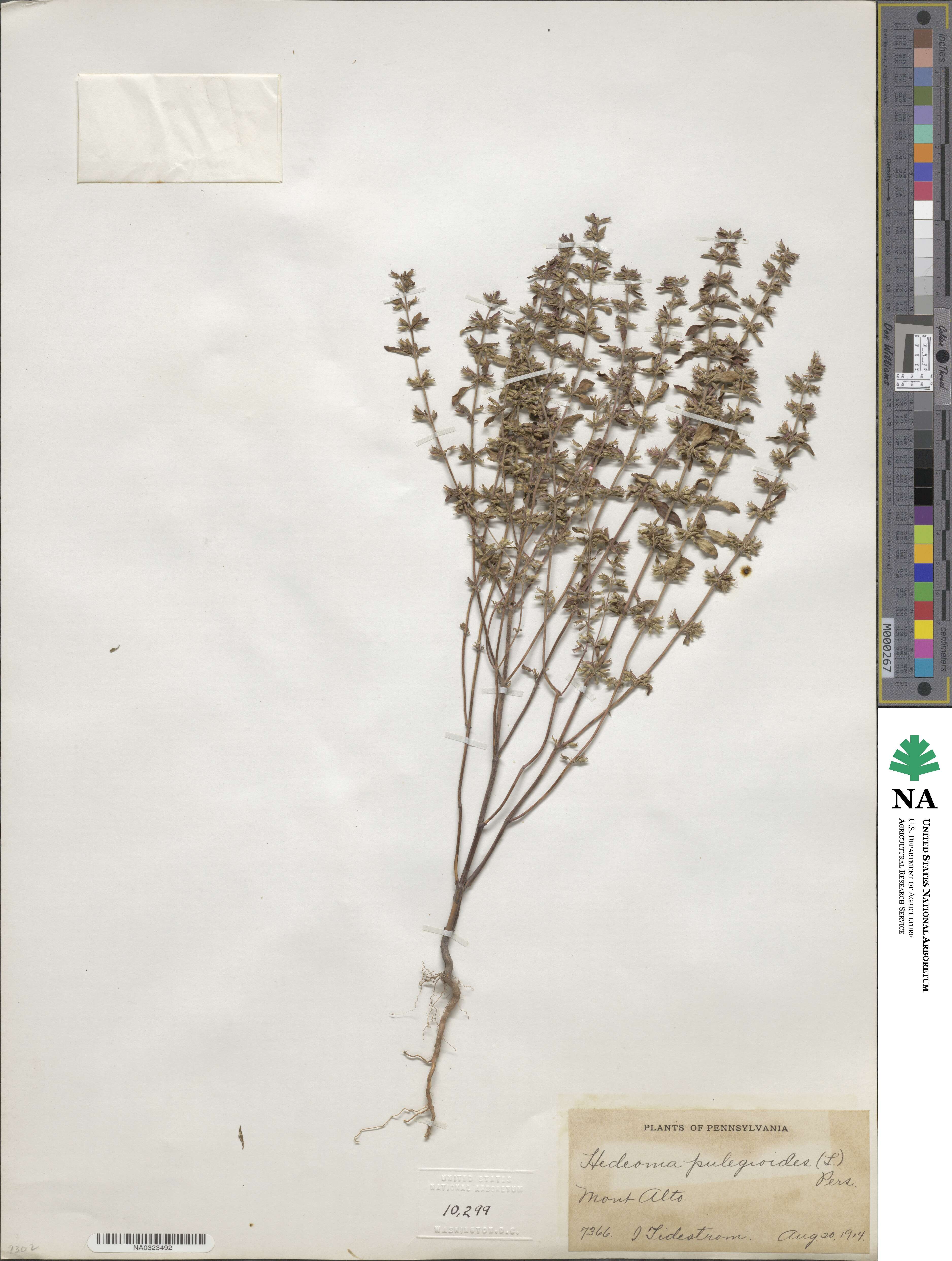 Hedeoma pulegioides image