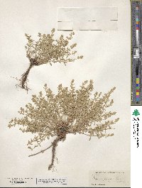 Image of Hedeoma piperita