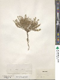 Hedeoma piperita image