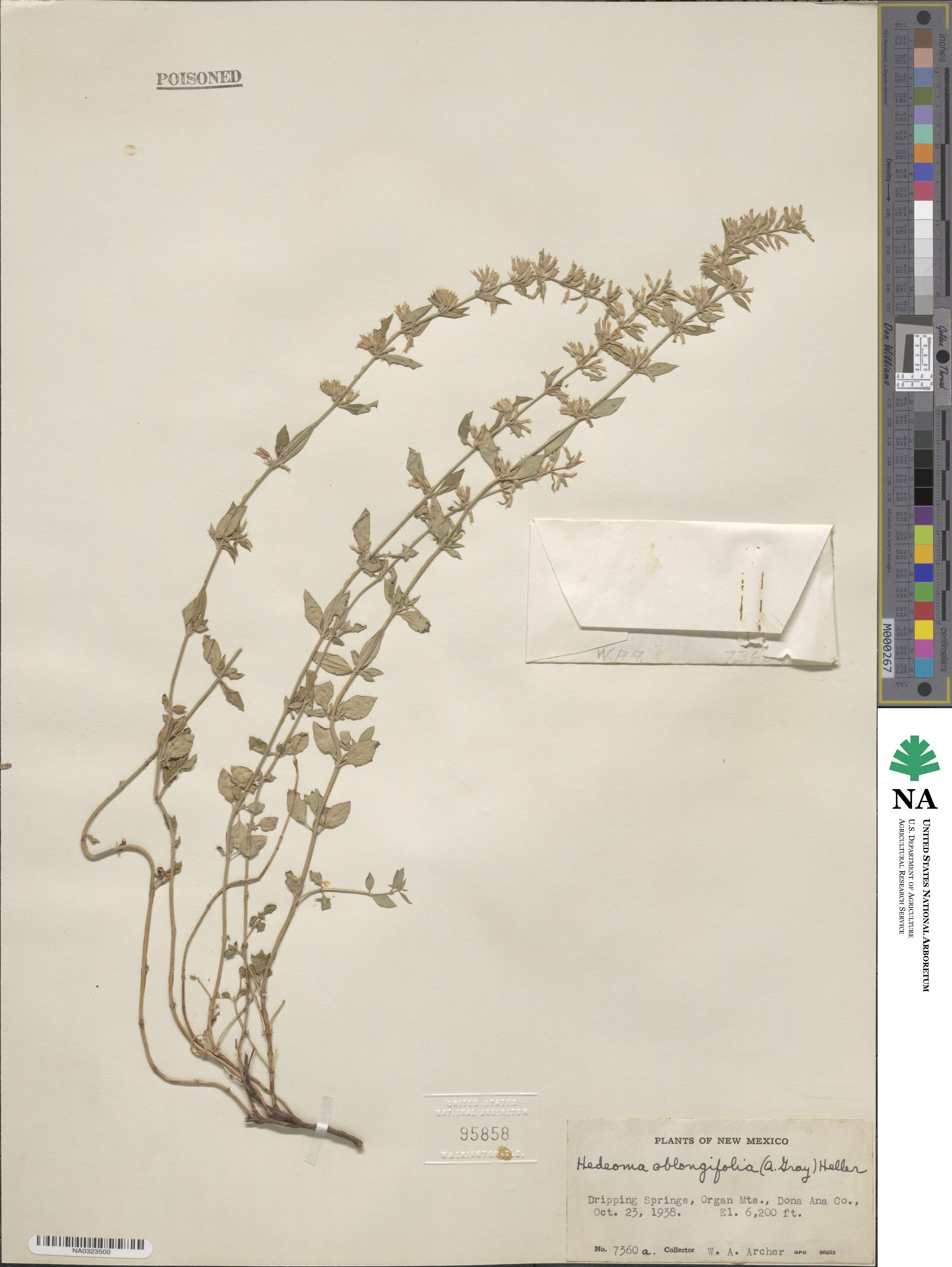 Hedeoma oblongifolia image