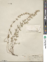 Image of Hedeoma oblongifolia
