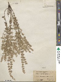 Hedeoma oblongifolia image