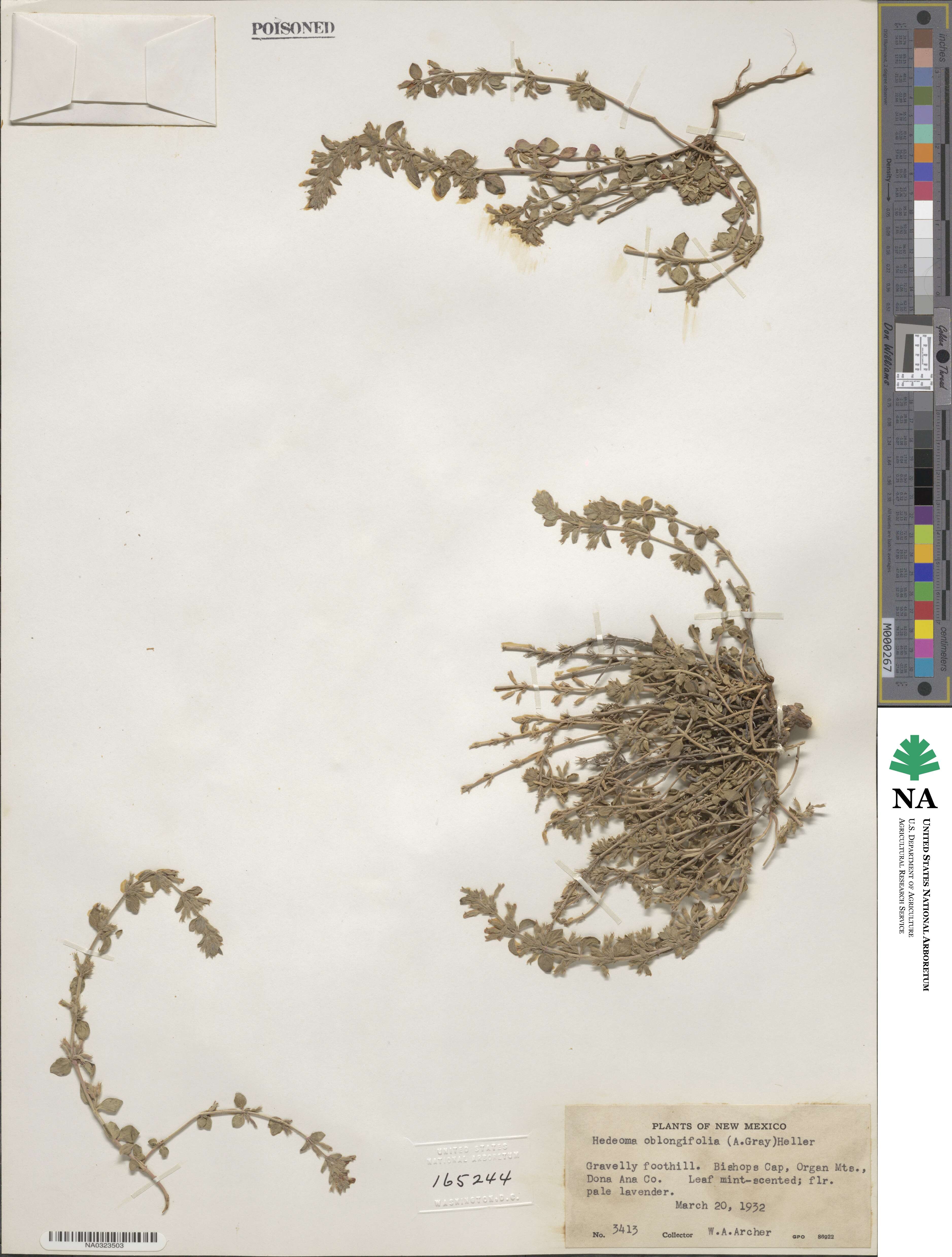 Hedeoma oblongifolia image