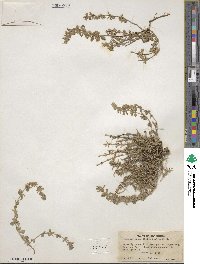Hedeoma oblongifolia image