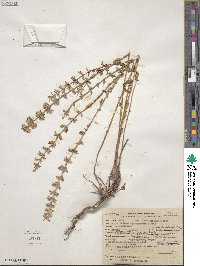 Hedeoma hyssopifolia image