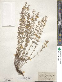 Hedeoma hyssopifolia image