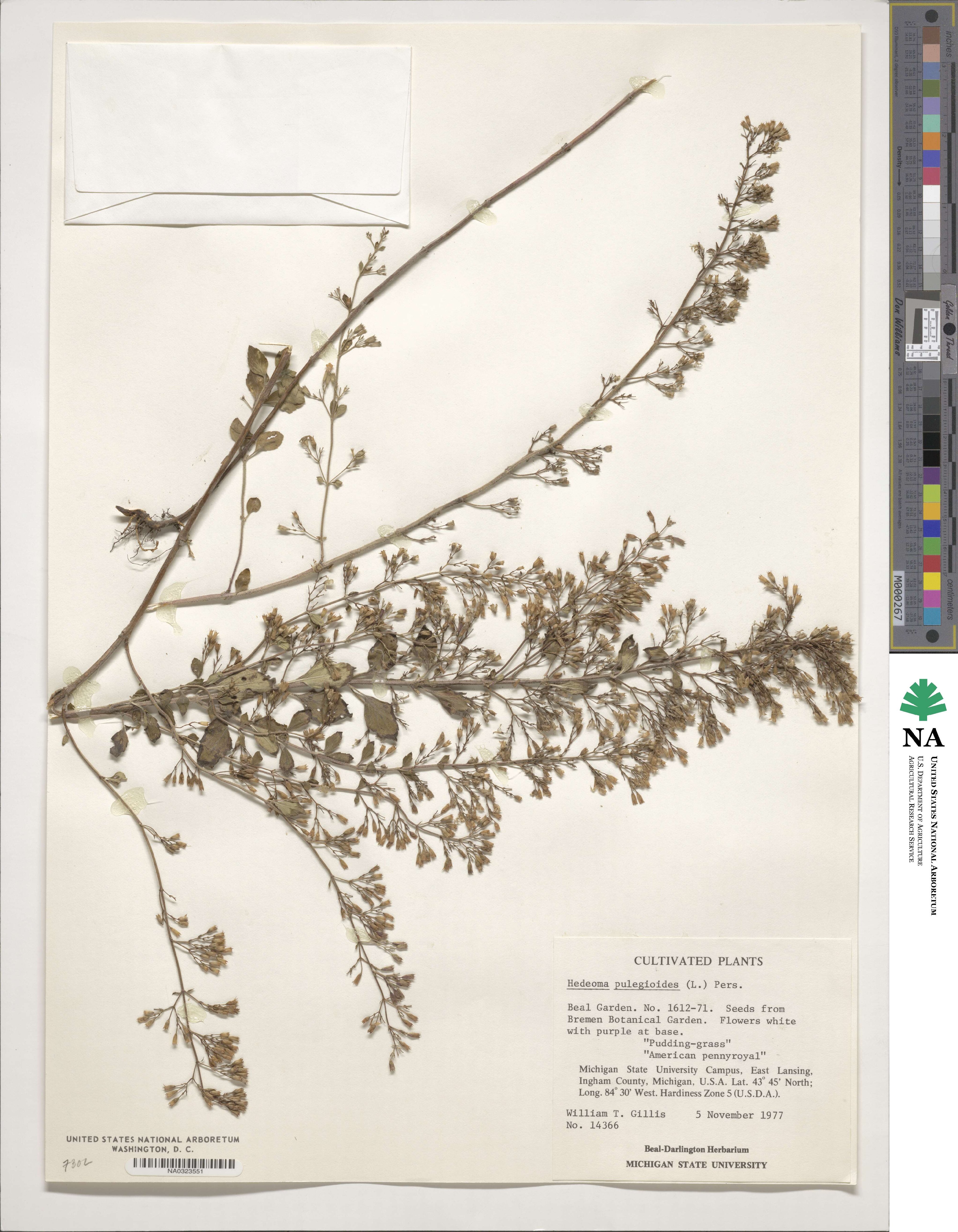 Hedeoma pulegioides image