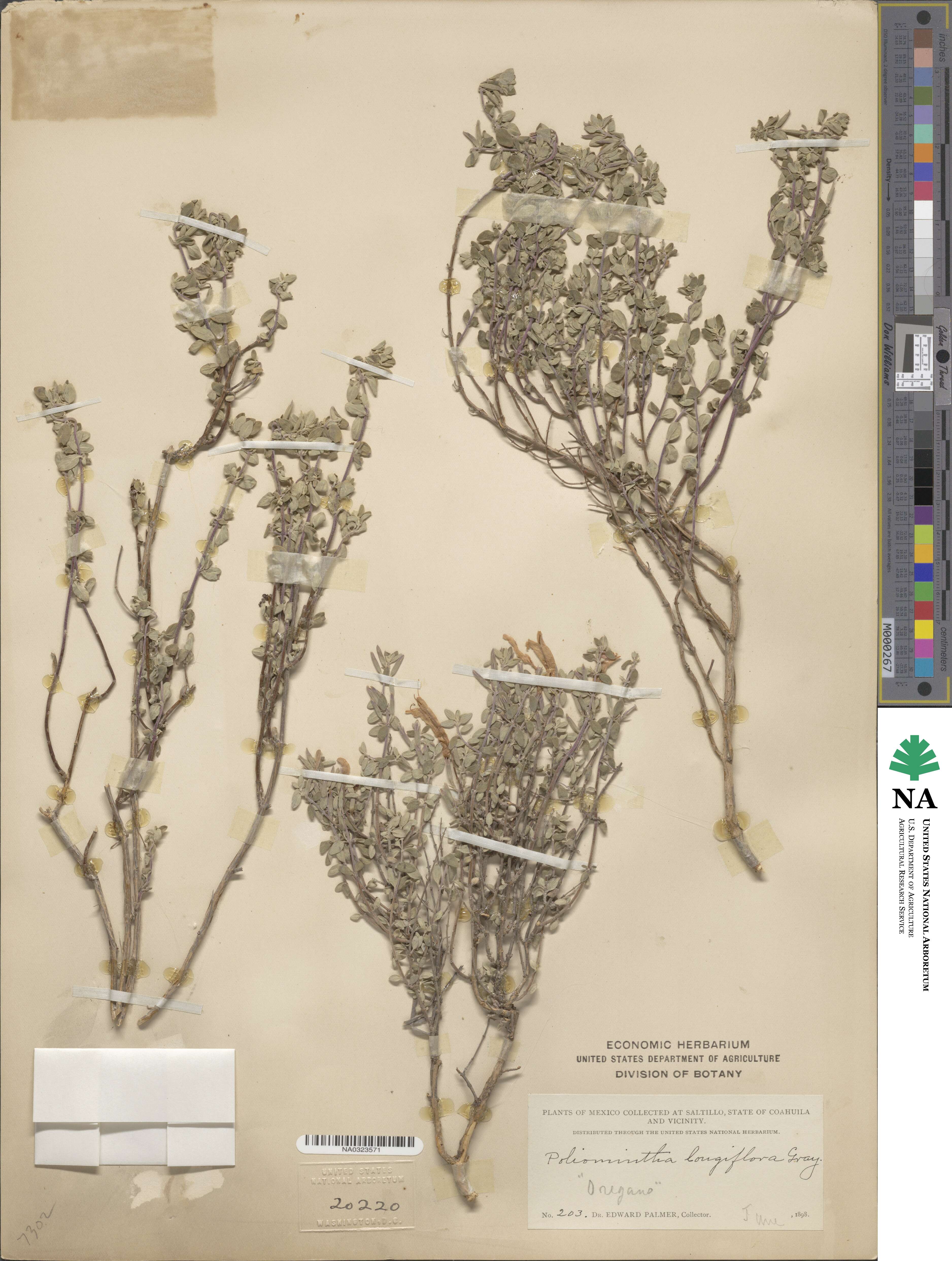 Hedeoma longiflora image