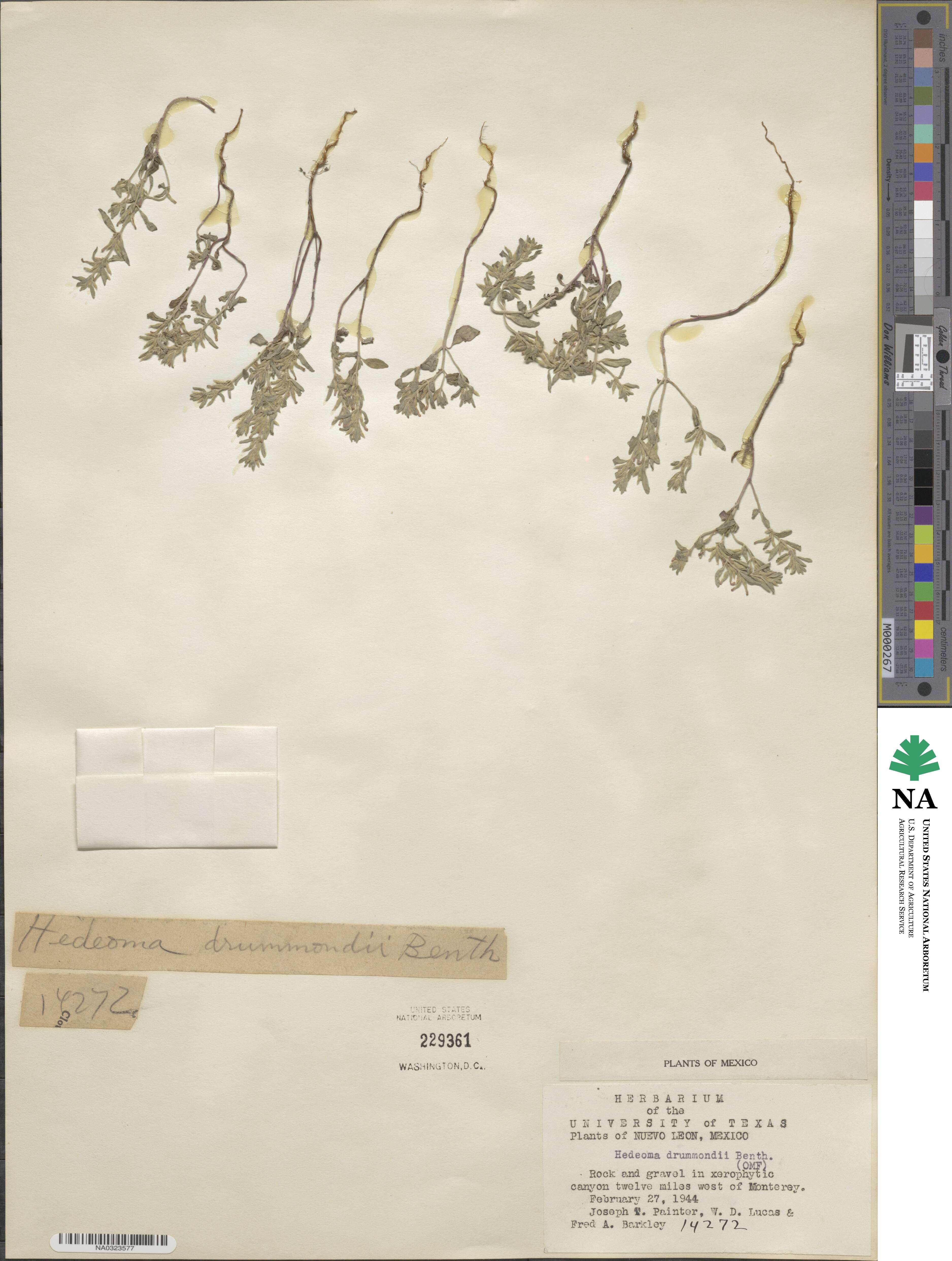 Hedeoma drummondii image