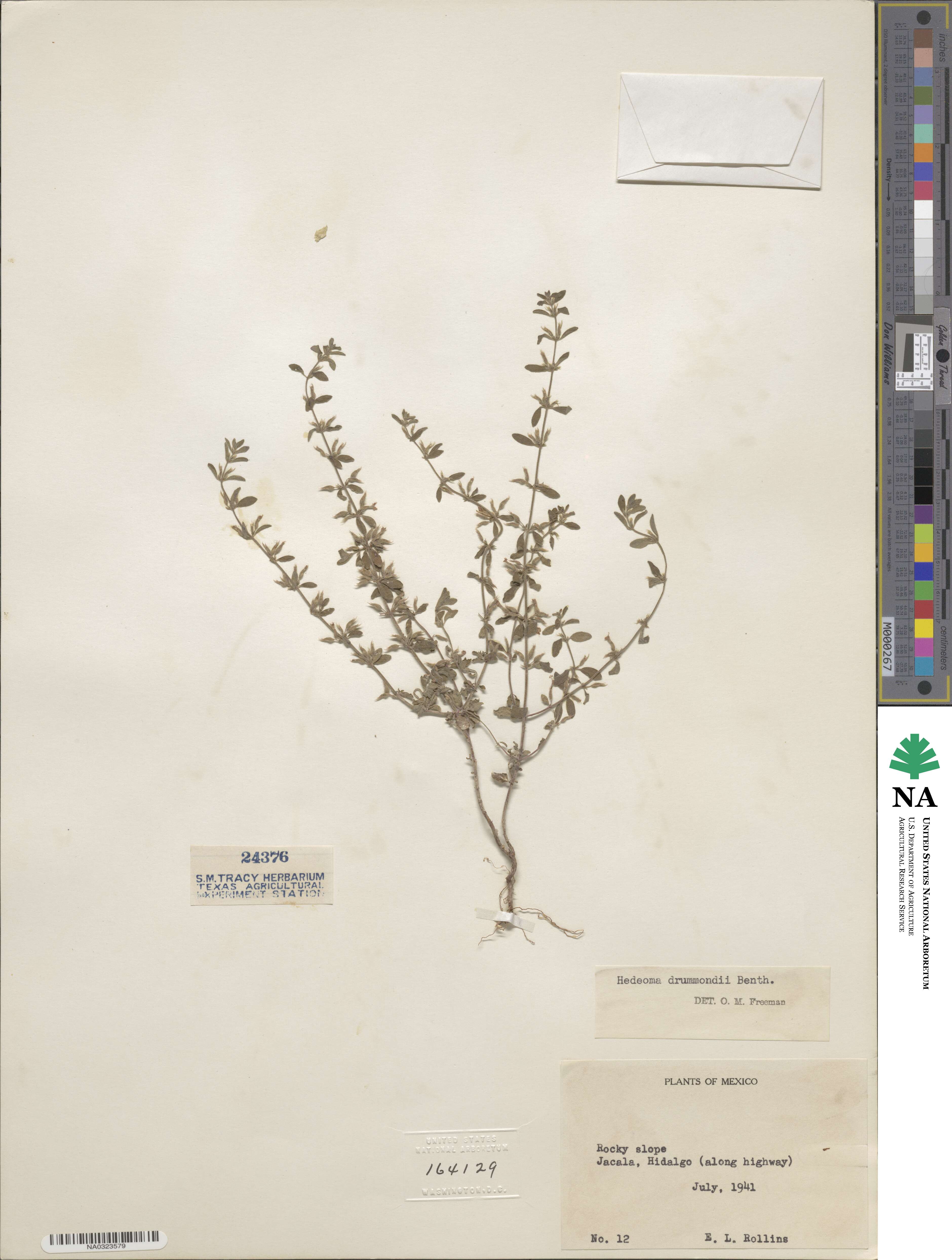 Hedeoma drummondii image