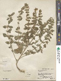 Melissa officinalis image