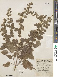 Melissa officinalis image