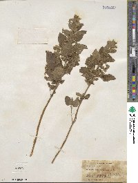 Melissa officinalis image