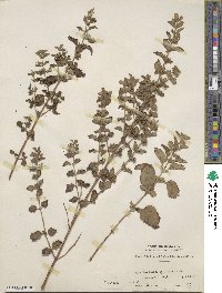 Melissa officinalis image