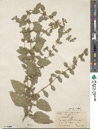 Melissa officinalis image