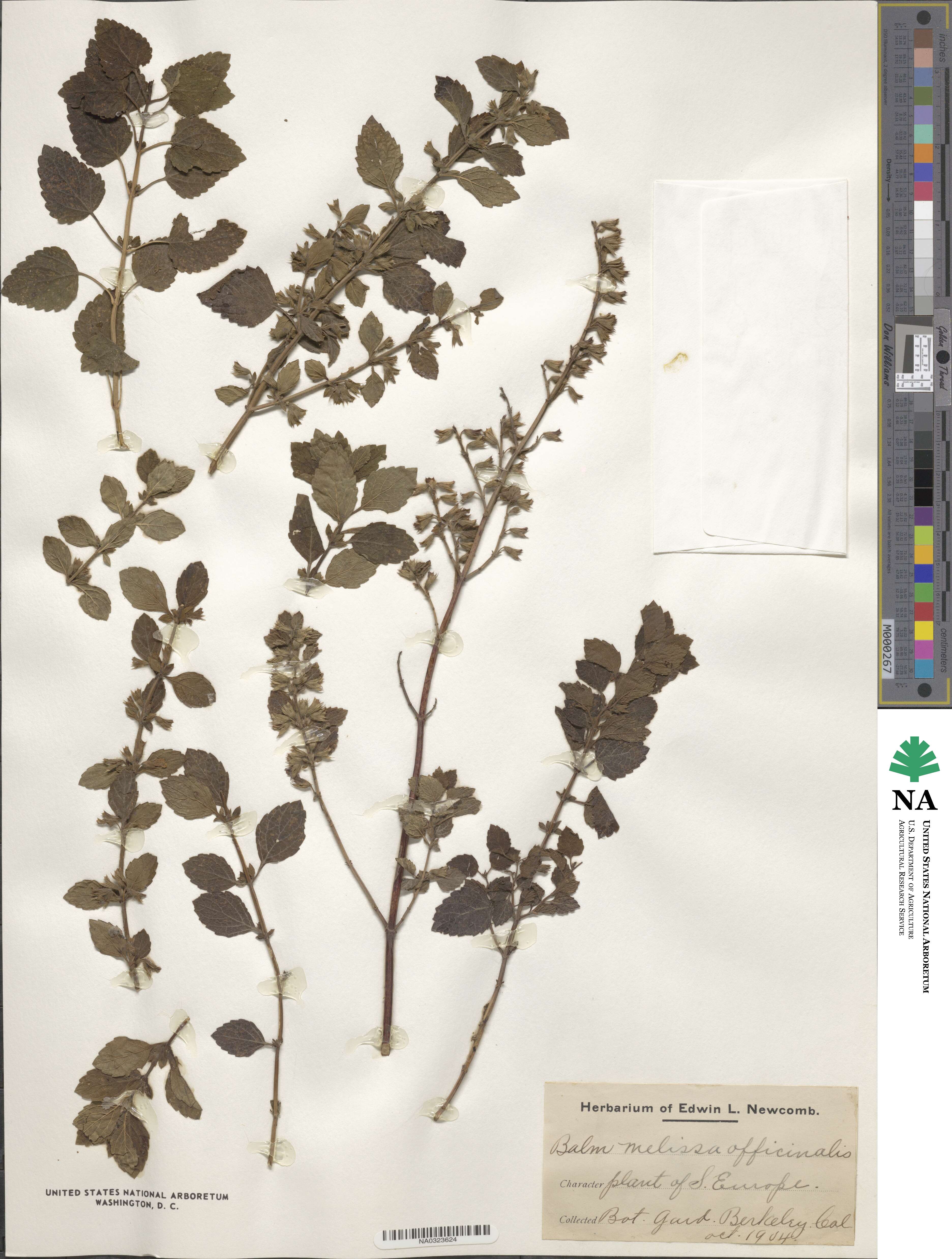 Melissa officinalis image