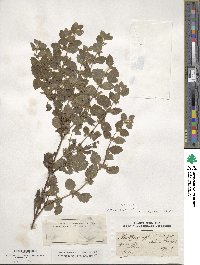 Melissa officinalis image