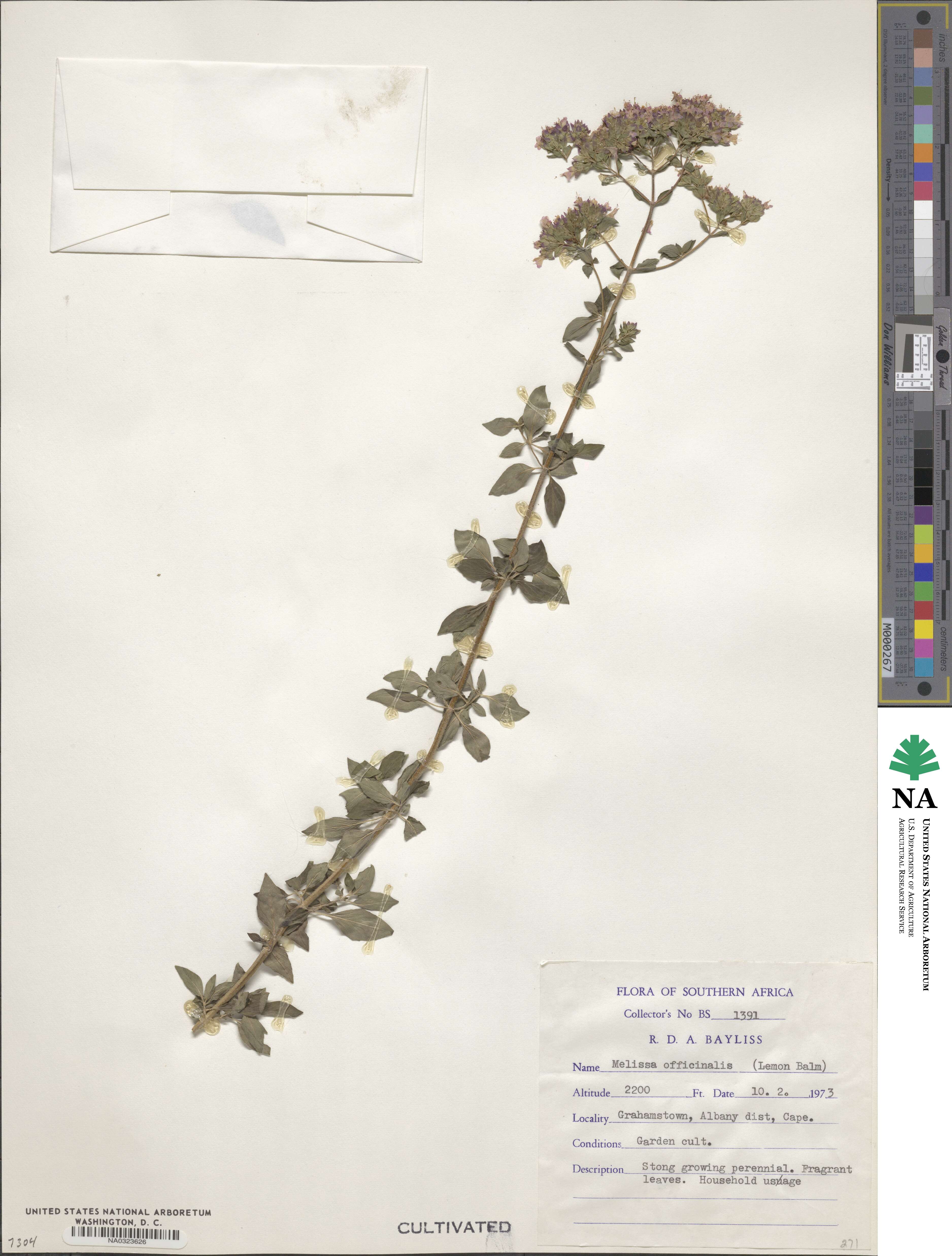 Melissa officinalis image