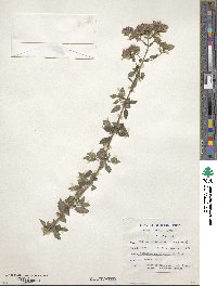 Melissa officinalis image