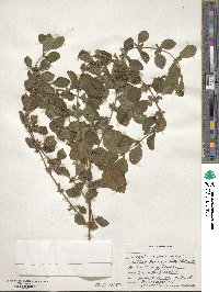 Melissa officinalis image