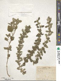 Melissa officinalis image