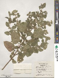 Melissa officinalis image