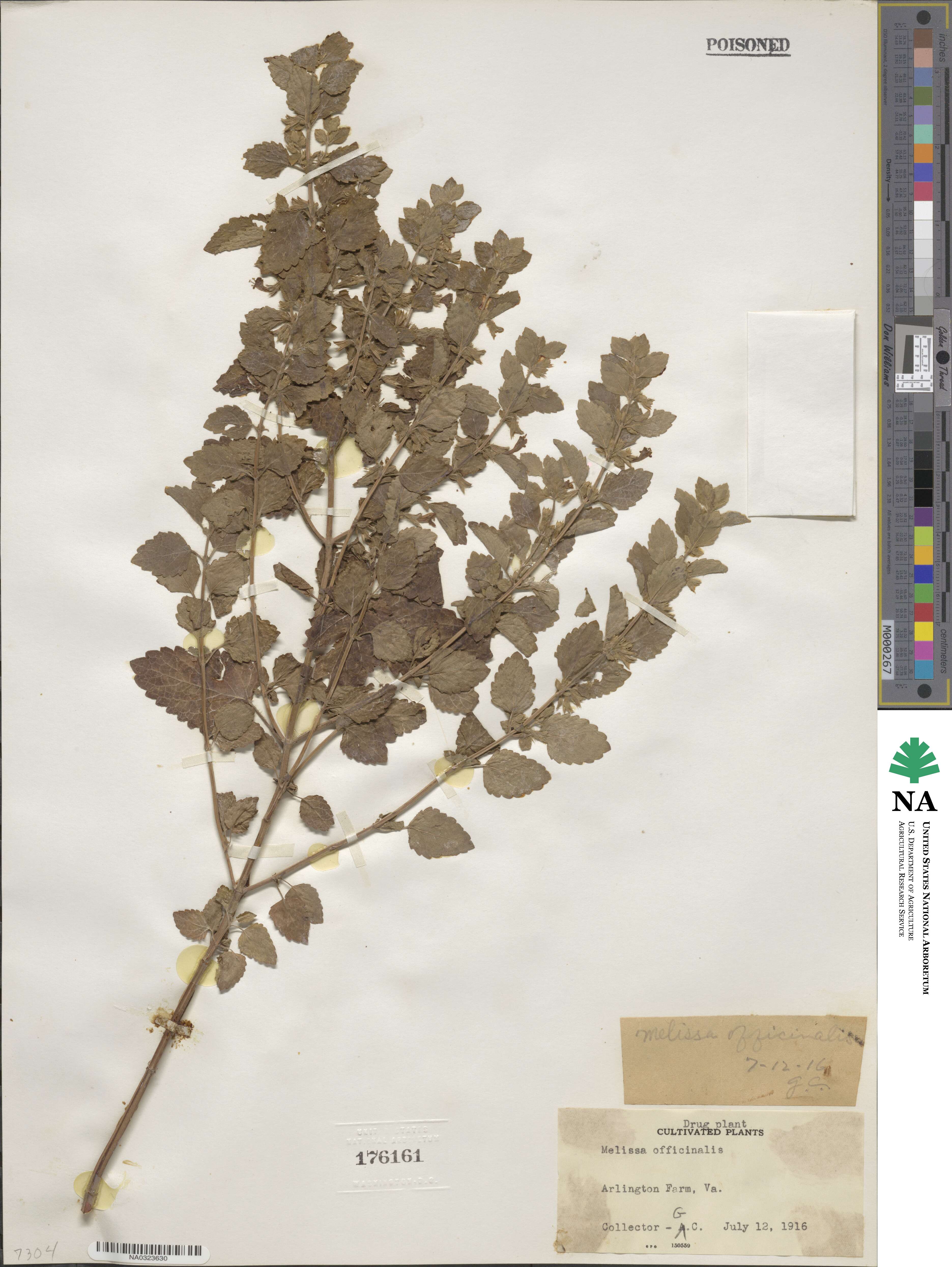 Melissa officinalis image