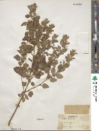 Melissa officinalis image