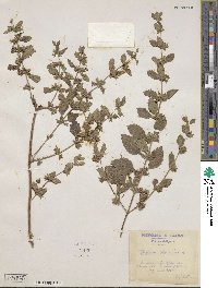 Melissa officinalis image