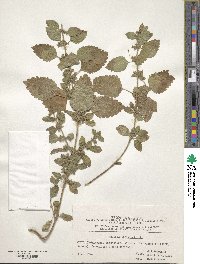 Melissa officinalis image