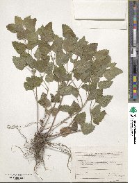 Melissa officinalis image