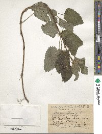 Melissa officinalis image