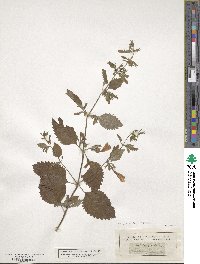 Clinopodium grandiflorum image